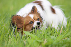 Papillon