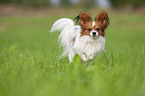 running Papillon