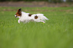running Papillon