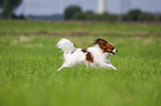 running Papillon