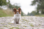 sitting Papillon