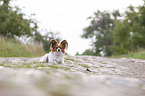 lying Papillon