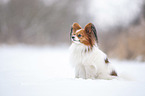 sitting Papillon