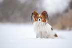 sitting Papillon