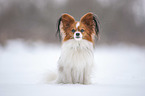 sitting Papillon