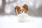 lying Papillon