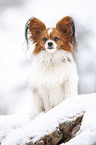 sitting Papillon