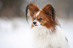 Papillon Portrait