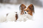 lying Papillon