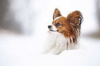 lying Papillon