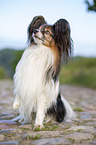 sitting Papillon