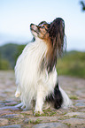 sitting Papillon