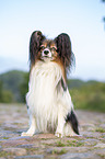 sitting Papillon