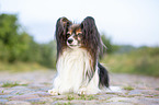 lying Papillon