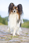 standing Papillon