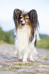 standing Papillon
