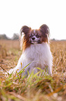 sitting Papillon
