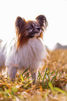 standing Papillon
