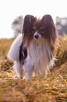 standing Papillon