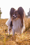 standing Papillon