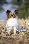 sitting Papillon