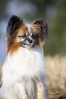 Papillon Portrait