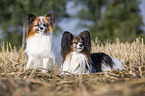 two Papillons