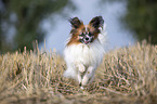 running Papillon
