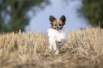 running Papillon