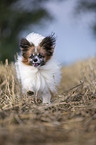 running Papillon