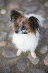 sitting Papillon