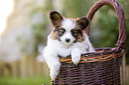 Papillon puppy in the basket