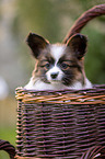 Papillon puppy in the basket
