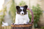 Papillon puppy in the basket