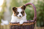 Papillon puppy in the basket