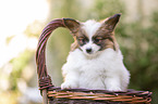 Papillon puppy in the basket