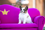sitting Papillon
