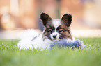 lying Papillon