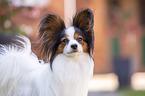 Papillon Portrait
