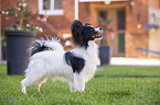 standing Papillon