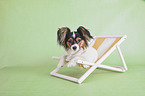 lying Papillon