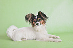 lying Papillon