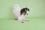 stretching Papillon