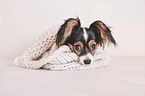 Papillon portrait