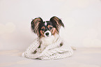 Papillon portrait