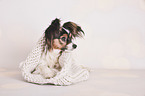lying Papillon