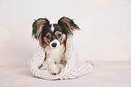 lying Papillon