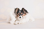 lying Papillon