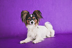 lying Papillon