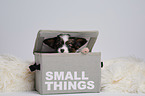 Papillon Puppy